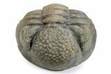 Large, Wide Enrolled Pedinopariops Trilobite #291848-2